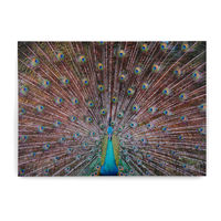 Peacock LED Canvas Painting - @home by Nilkamal, Multicolor