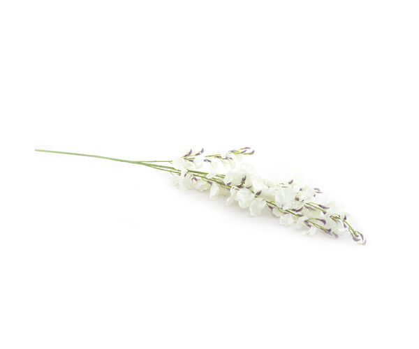 Dancing Orchid 95 cm Flower Stick - @home by Nilkamal, White