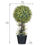 Forest Bom Ball With Pot - @home By Nilkamal, Green
