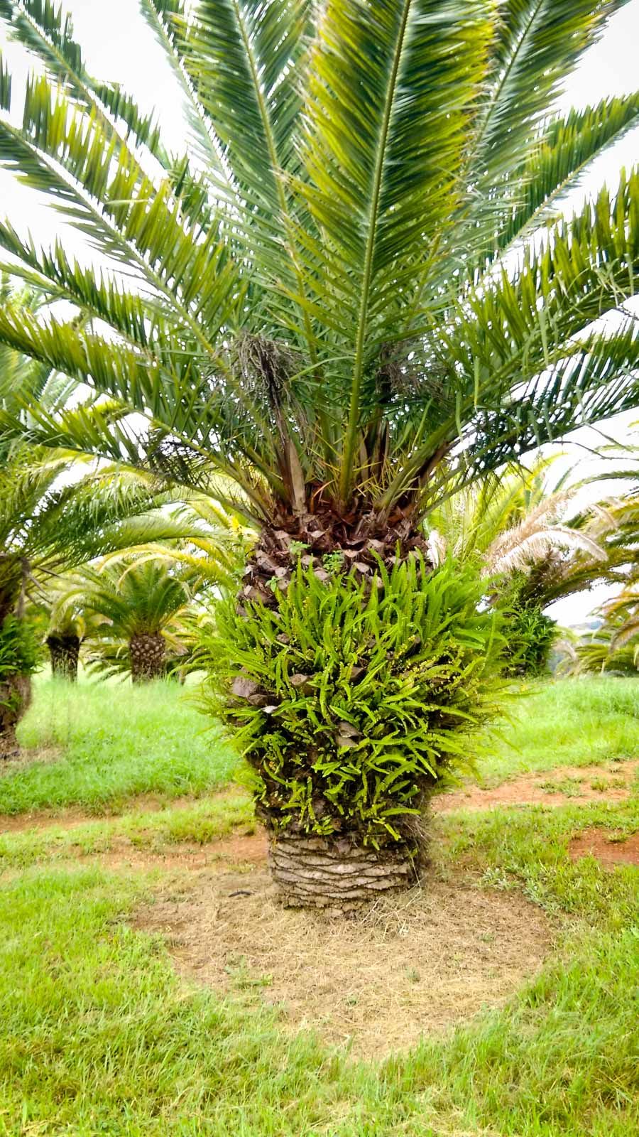 a date palm