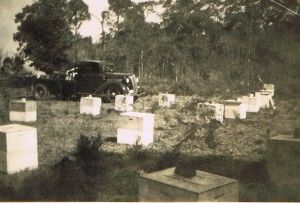 black and white picture of hives