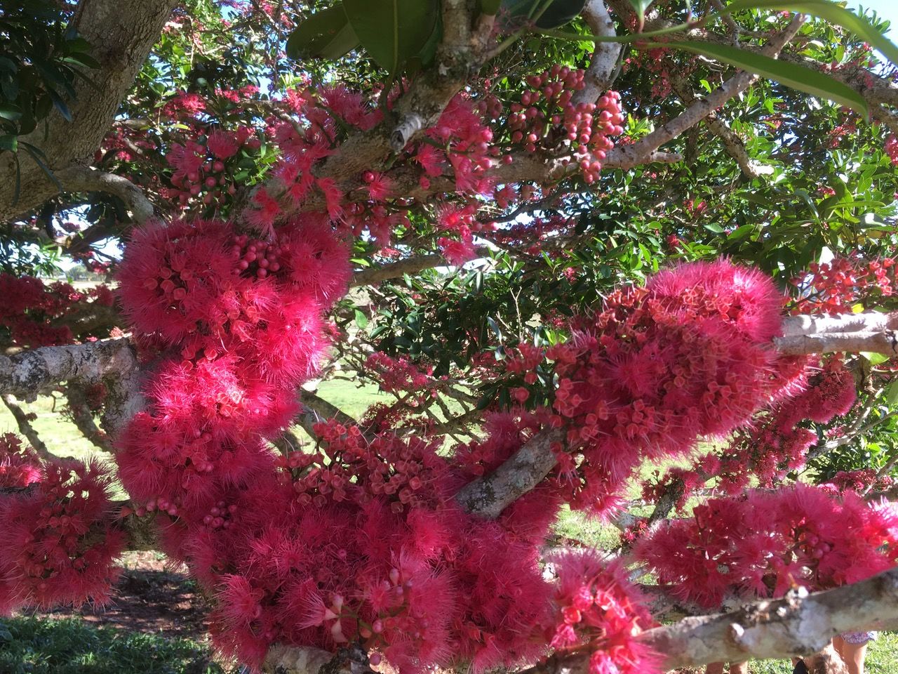 Pink flowers of the Coolamon plant for bees to make honey