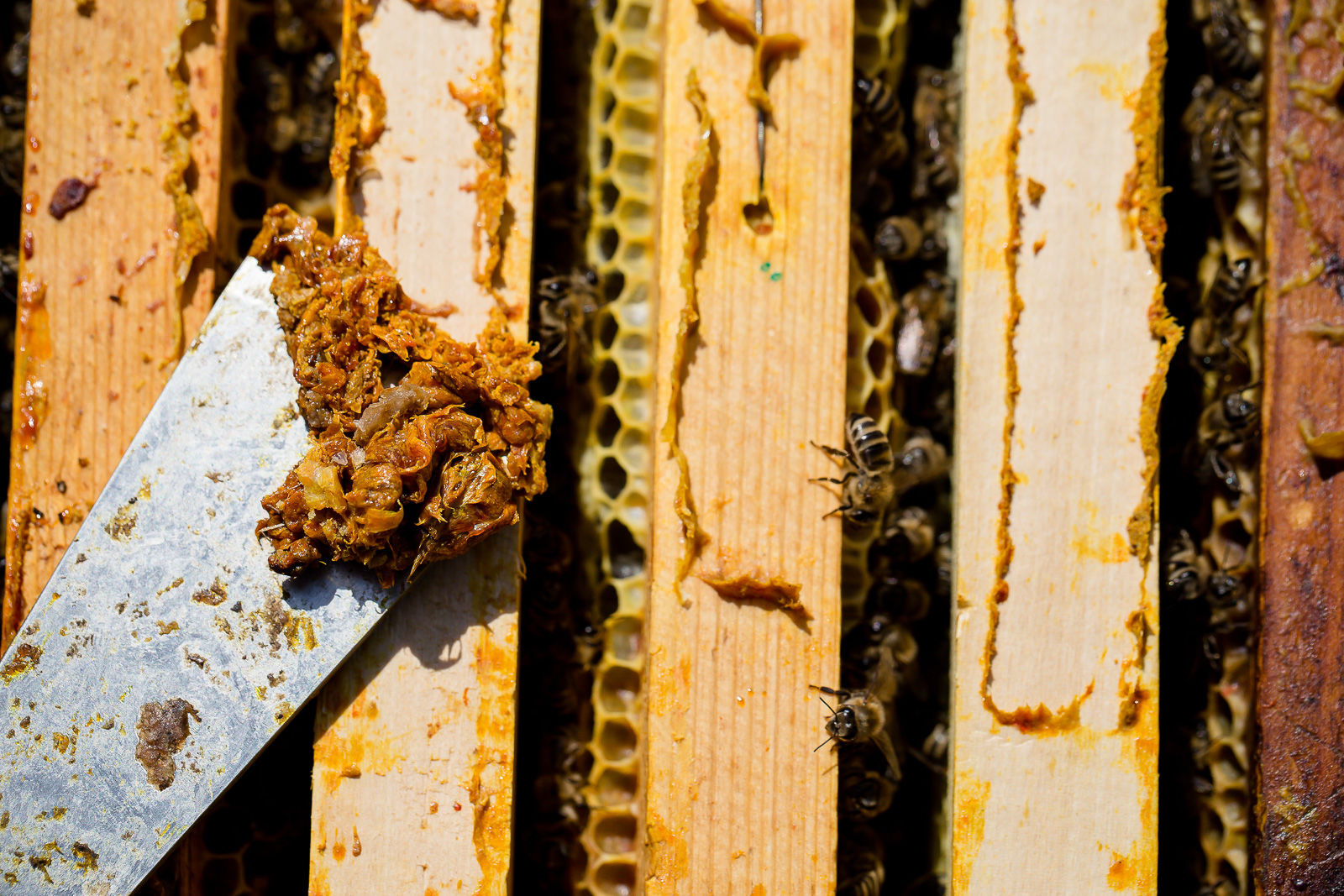 scraper with propolis on it by a bee hive