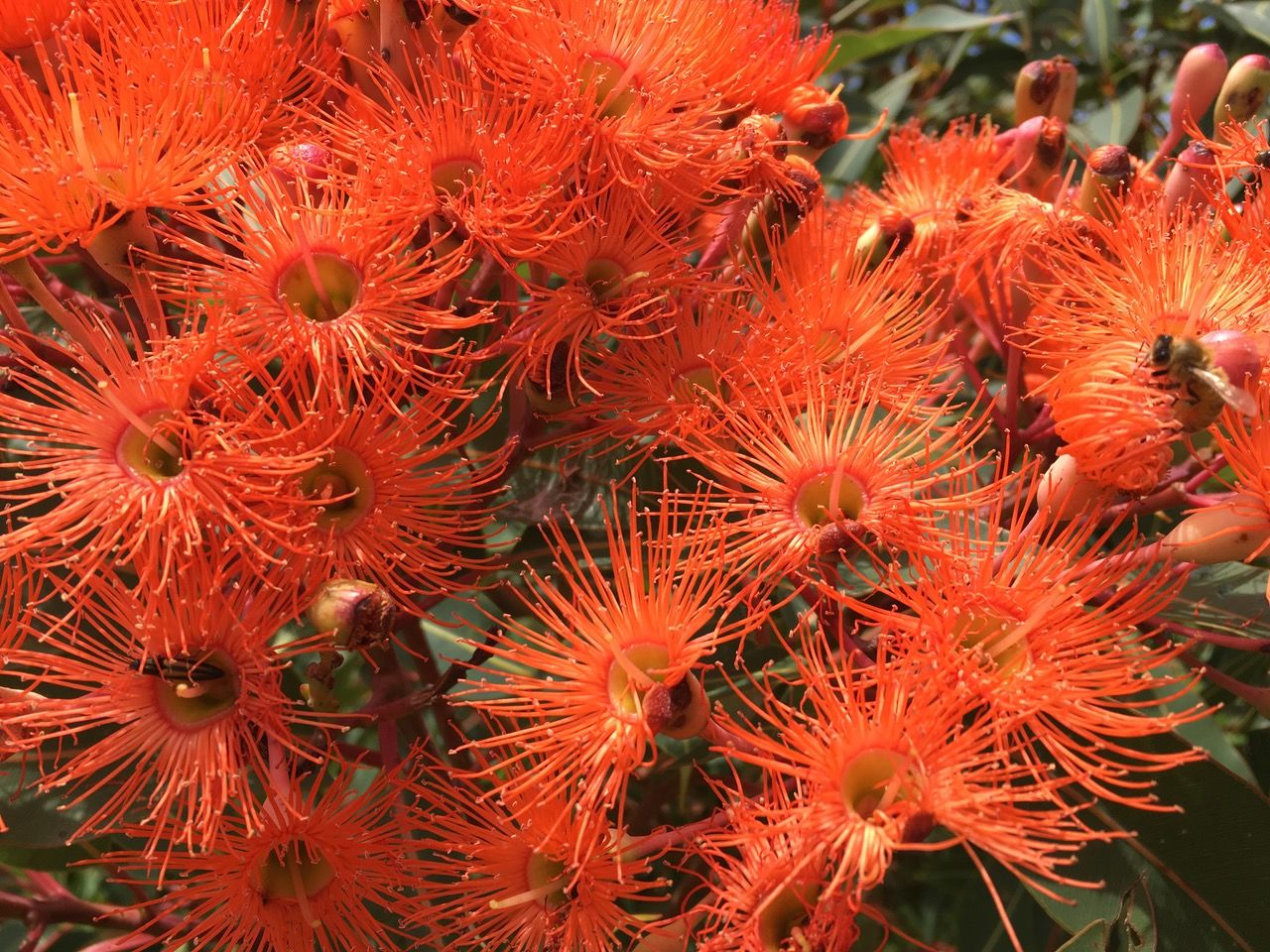 Orange Ficafolia a plant that bees love
