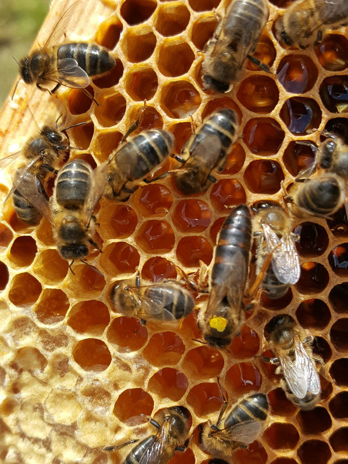 A field of Buckwheat Winter Crop to help honey bees