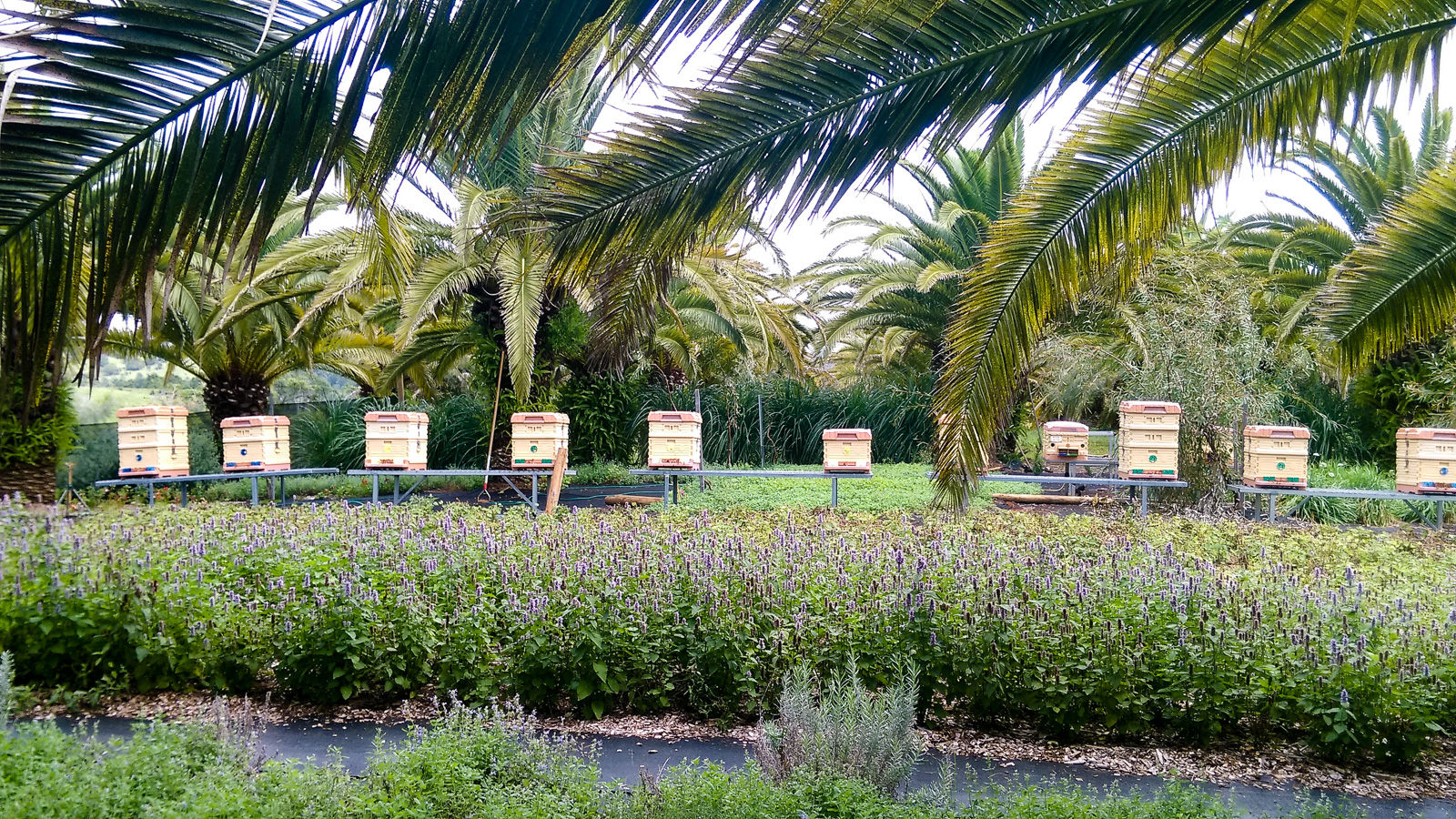 Bee hives in an apiary belonging to female beekeeper Gabrielle Morley